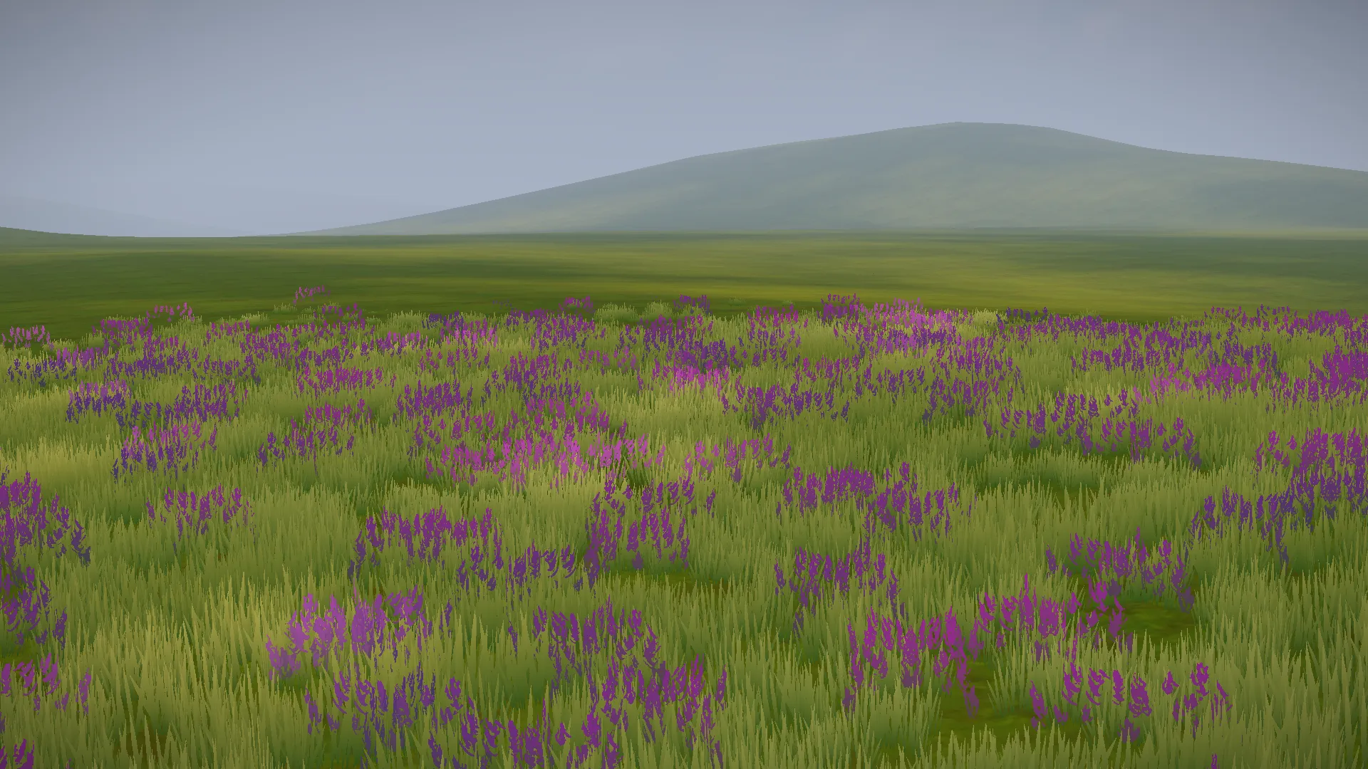 Grass and flowers fade out in the distance